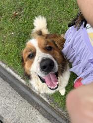 Found/Stray Male Dog last seen Near Hycliff Rd SW, Rome, GA 30165