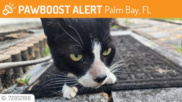 Found/Stray Male Cat last seen Lacey St , Palm Bay, FL 32908