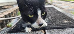 Found/Stray Male Cat last seen Lacey St , Palm Bay, FL 32908
