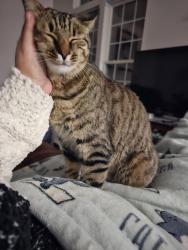 Lost Male Cat last seen Saint George Rd and Knightsbridge Rd, York County, SC 29708