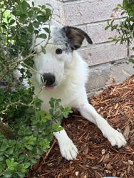 Found/Stray Male Dog last seen Mills Park Ln, Cypress, TX 77429