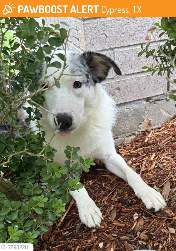 Found/Stray Male Dog last seen Mills Park Ln, Cypress, TX 77429