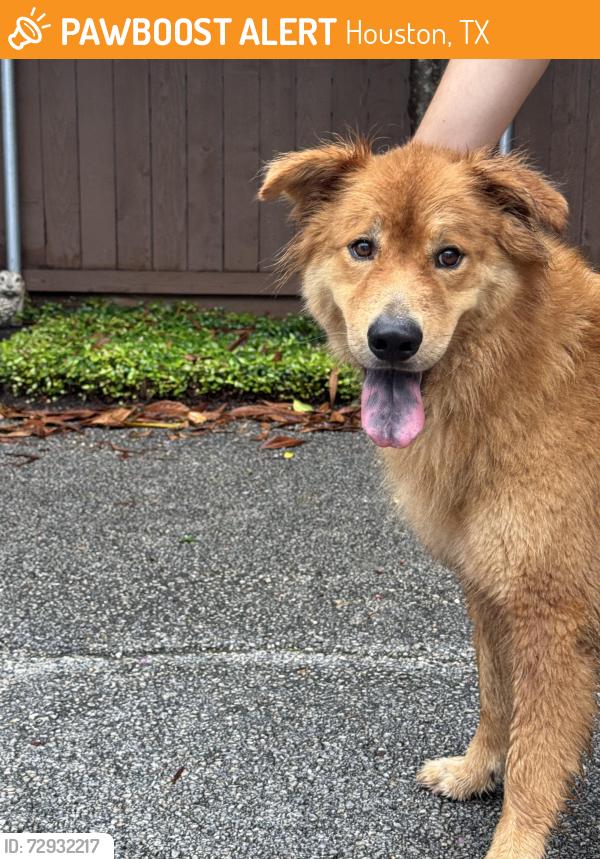 Found/Stray Male Dog last seen Brompton and Braeswood, Houston, TX 77025