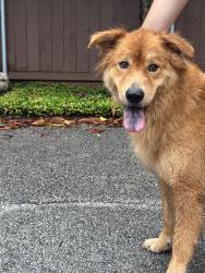 Found/Stray Male Dog last seen Brompton and Braeswood, Houston, TX 77025