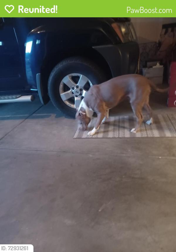 Reunited Male Dog last seen 10th street and 80th ave, Greeley, CO 80634
