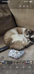 Reunited Female Cat last seen Thornwood Ave around 4400 south, Taylorsville, UT 84123