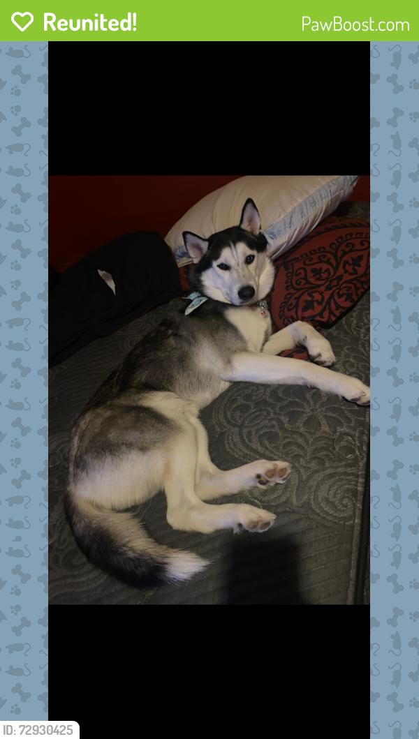 Reunited Male Dog last seen Silversage st , Fort Worth, TX 76137