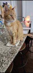 Lost Male Cat last seen Belmont stakes, Indian Trail, NC 28079