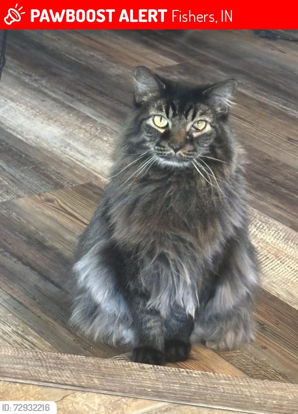Lost Male Cat last seen 126/Brookschool, Fishers, IN 46037