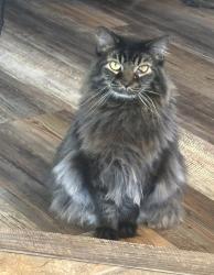 Lost Male Cat last seen 126/Brookschool, Fishers, IN 46037