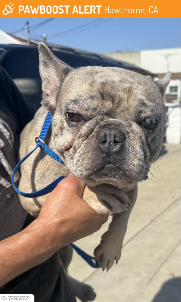 Found/Stray Male Dog last seen Prairie Ave and W 120th St, Hawthorne, CA 90250