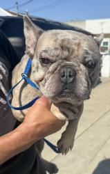 Found/Stray Male Dog last seen Prairie Ave and W 120th St, Hawthorne, CA 90250