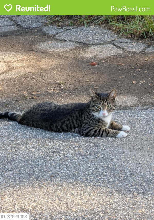 Reunited Unknown Cat last seen Maybrook ave and mast road, Manchester, NH 03102
