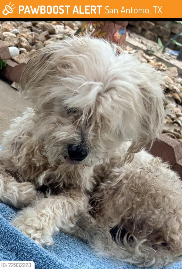 Found/Stray Female Dog last seen Braun Hollow Subdivision , San Antonio, TX 78250