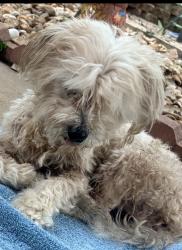 Found/Stray Female Dog last seen Braun Hollow Subdivision , San Antonio, TX 78250