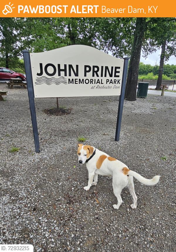 Found/Stray Male Dog last seen John Prine Park Muhelenburg, Ky, Beaver Dam, KY 42320