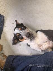 Found/Stray Male Dog last seen Hwy 199, Wise County, TX 76073