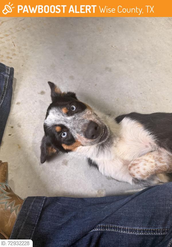 Found/Stray Male Dog last seen Hwy 199, Wise County, TX 76073
