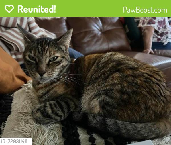Reunited Female Cat last seen Near mill creek Dr , Fort Bragg, CA 95437