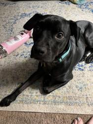 Reunited Male Dog last seen Lower Moncure Road, Sanford, NC 27330