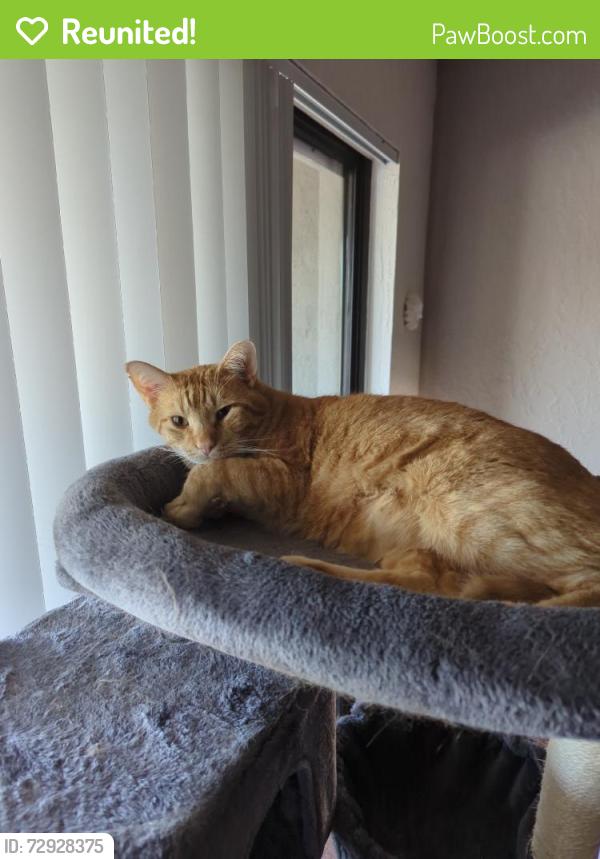 Reunited Male Cat last seen Ladera and Atrisco, Albuquerque, NM 87120