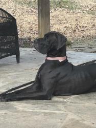 Lost Male Dog last seen SamFred Rd, Middleburg, VA 20117
