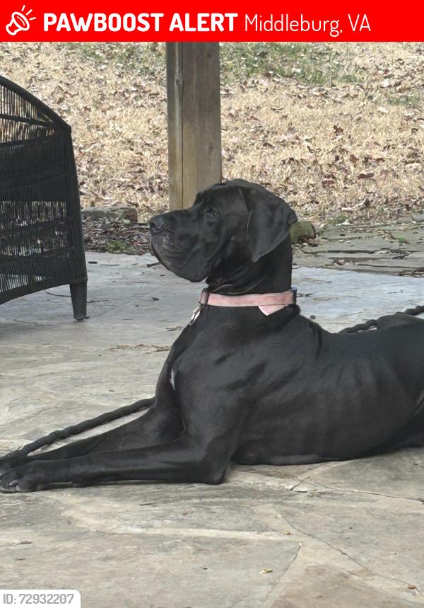Lost Male Dog last seen SamFred Rd, Middleburg, VA 20117