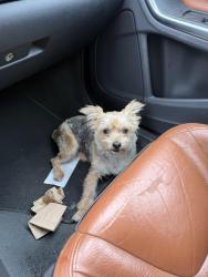 Found/Stray Female Dog last seen 2nd and York, Philadelphia, PA 19133