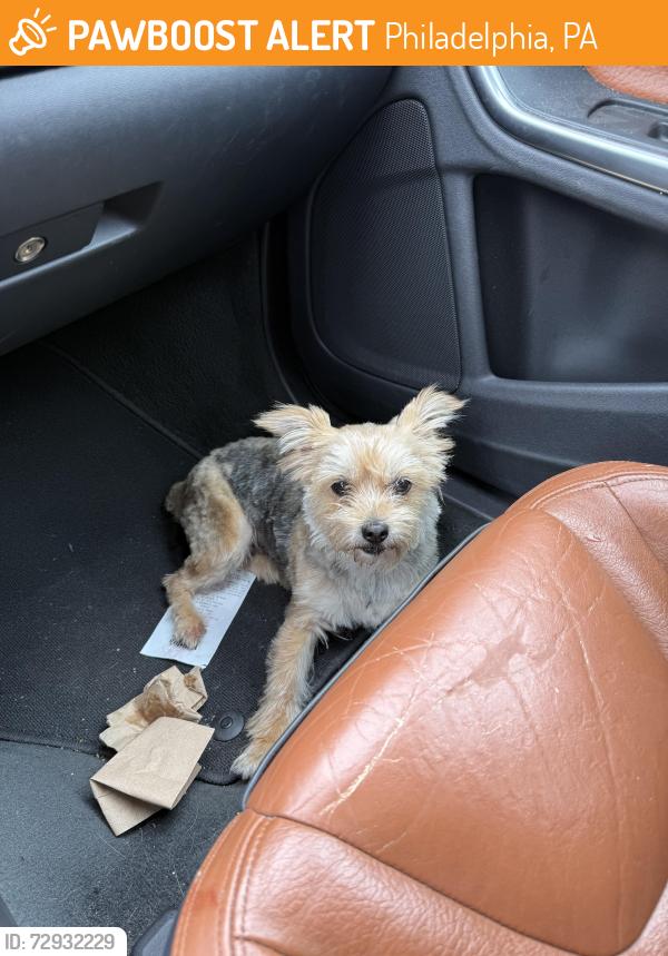 Found/Stray Female Dog last seen 2nd and York, Philadelphia, PA 19133