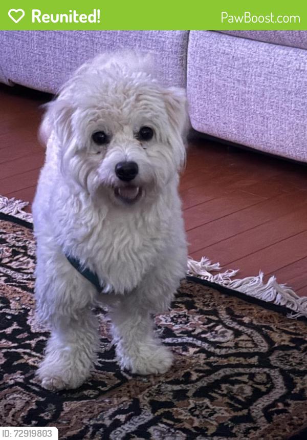 Reunited Male Dog last seen Beverly Rd & Christopher St., Montclair, NJ 07043