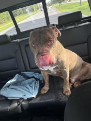 Found/Stray Male Dog last seen Manville Dr & St James near Publix, Port St. Lucie, FL 34986