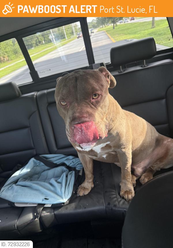 Found/Stray Male Dog last seen Manville Dr & St James near Publix, Port St. Lucie, FL 34986