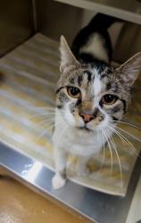 Shelter Stray Male Cat last seen ST PETERS, St. Peters, MO 63376