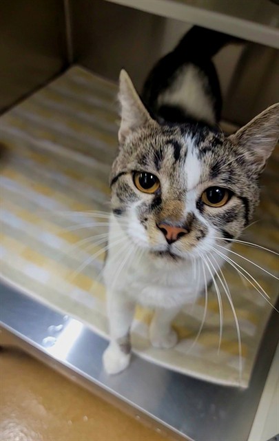 Shelter Stray Male Cat last seen ST PETERS, St. Peters, MO 63376