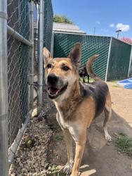 Shelter Stray Female Dog last seen Near BLOCK HIGHLAND AVE, San Bernardino, CA 92401