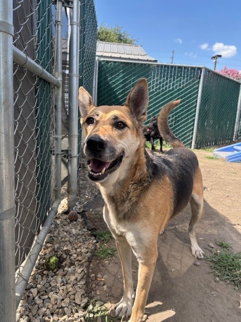 Shelter Stray Female Dog last seen Near BLOCK HIGHLAND AVE, San Bernardino, CA 92401