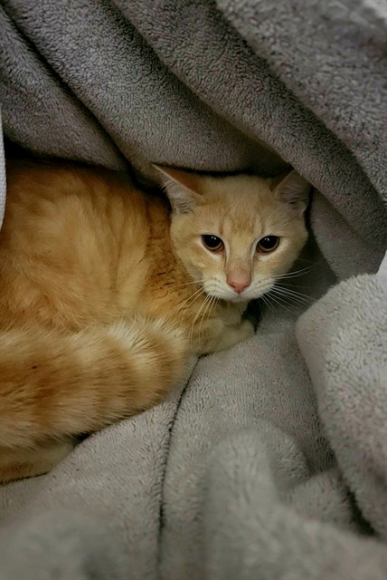 Shelter Stray Male Cat last seen ST CHARLES CO, 4850 Mid Rivers Mall Dr, St Peters, MO 63376, USA
