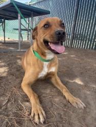 Shelter Stray Male Dog last seen LEROY X 35TH STREET, San Bernardino, CA 92401