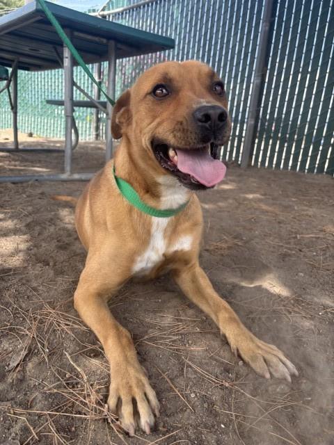 Shelter Stray Male Dog last seen LEROY X 35TH STREET, San Bernardino, CA 92401