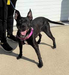 Shelter Stray Female Dog last seen Near BLOCK BEECHLAND AVE, Watterson Park, KY 40218