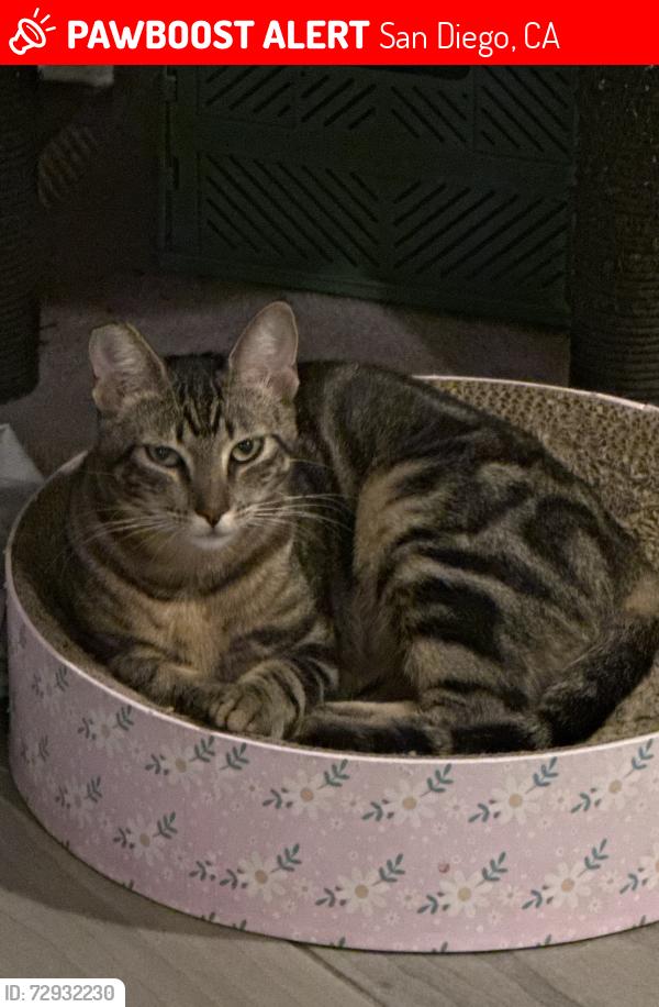 Lost Female Cat last seen Picador ADN beyer ave, San Diego, CA 92154