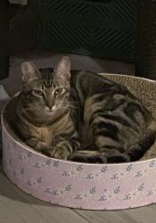 Lost Female Cat last seen Picador ADN beyer ave, San Diego, CA 92154