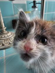 Found/Stray Unknown Cat last seen E. Coolidge and Queens ave modesto, ca, Modesto, CA 95355