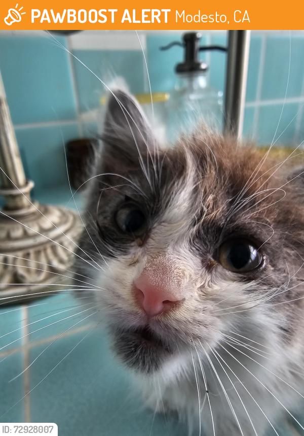 Found/Stray Unknown Cat last seen E. Coolidge and Queens ave modesto, ca, Modesto, CA 95355