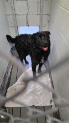 Shelter Stray Unknown Dog last seen 98TH/GIBSON, Albuquerque, NM 87121