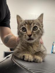 Shelter Stray Female Cat last seen Near , 2600 S Harding St, Indianapolis, IN 46221, USA