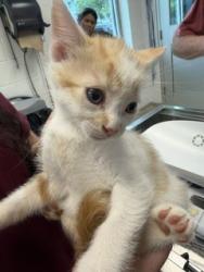 Shelter Stray Male Cat last seen MEBANE AC, Green Level, NC 27217
