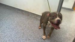 Shelter Stray Male Dog last seen CHARLOTTE, Charlotte, NC 28217