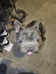 Found/Stray Unknown Dog last seen Stewart Place Park, Las Vegas, NV 89110