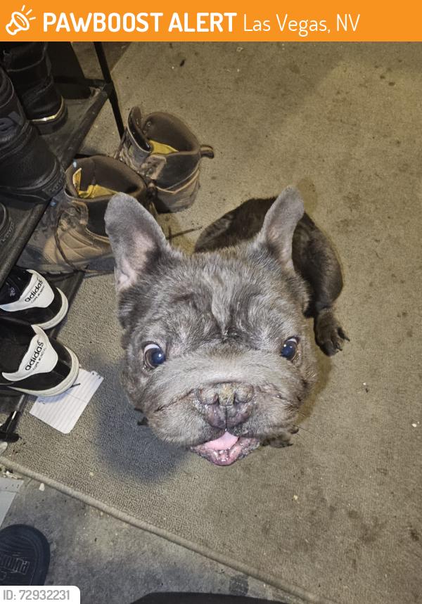 Found/Stray Unknown Dog last seen Stewart Place Park, Las Vegas, NV 89110
